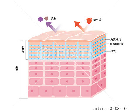 健康な肌の表皮 皮膚の構造 肌図 美容 健康な肌の表皮 皮膚の構造 肌図 美容 82885460
