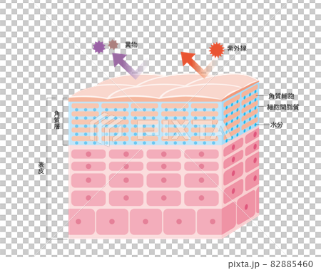 健康な肌の表皮 皮膚の構造 肌図 美容 健康な肌の表皮 皮膚の構造 肌図 美容 82885460
