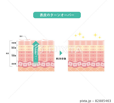 表皮のターンオーバー 皮膚の構造 肌図 美容のイラスト素材 5463