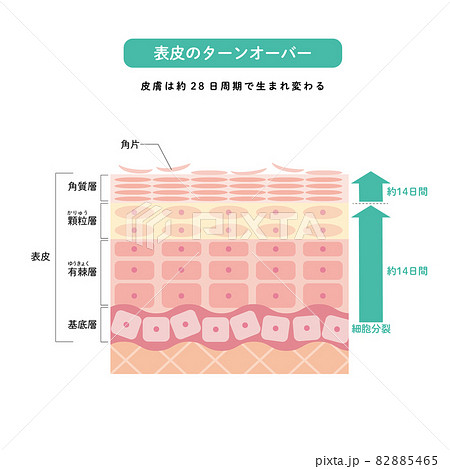 表皮のターンオーバー 皮膚の構造 肌図 美容のイラスト素材 5465