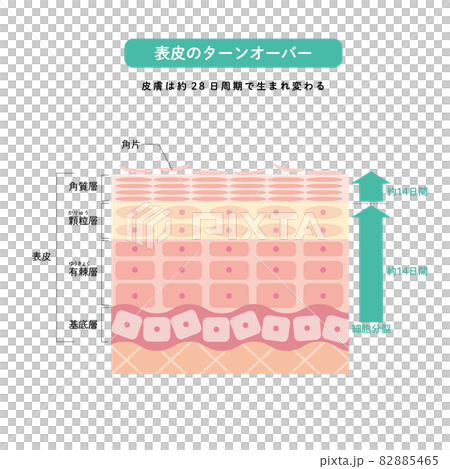 表皮のターンオーバー 皮膚の構造 肌図 美容 表皮のターンオーバー 皮膚の構造 肌図 美容 82885465