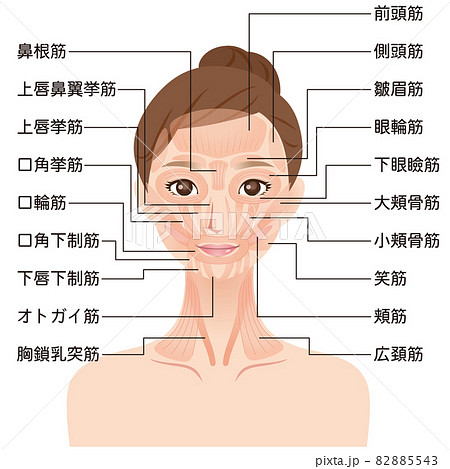 顔の筋肉の仕組み 美容 医療 顔の筋肉の仕組み 美容 医療 82885543
