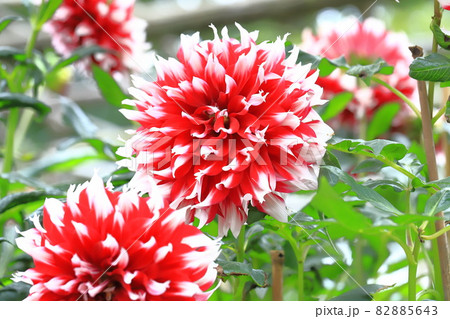 大きなダリアの花 大きなダリアの花 82885643