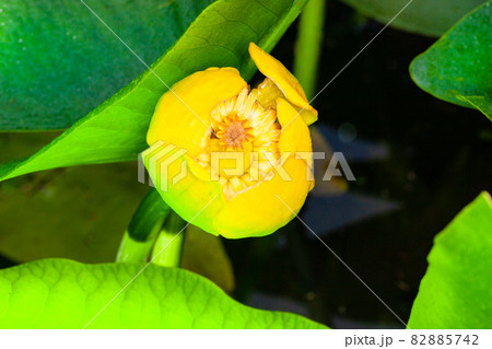 湿地性植物・コーホネの黄色い花と緑の葉です。結構綺麗な花です。 82885742