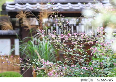 上野東照宮ぼたん苑　秋のダリア展　萩とススキと風鈴 82885785