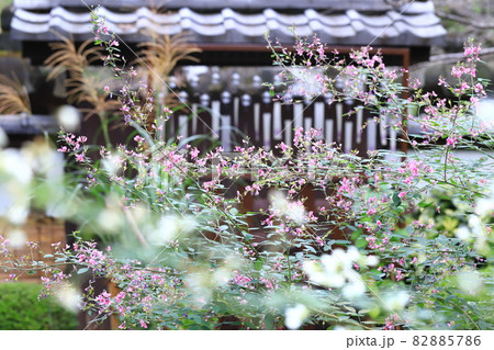 上野東照宮ぼたん苑 秋のダリア展 萩とススキと風鈴 上野東照宮ぼたん苑 秋のダリア展 萩とススキと風鈴 82885786