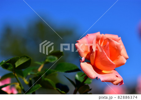 大船フラワーセンター花壇・秋のバラ園 82886374