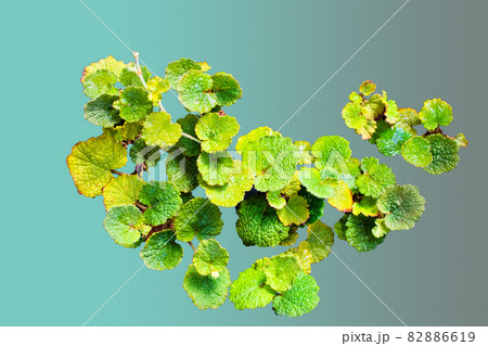 ルブス・クラシック　観葉植物の葉っぱ模様です。ピンポイント効果にどうぞ。 82886619