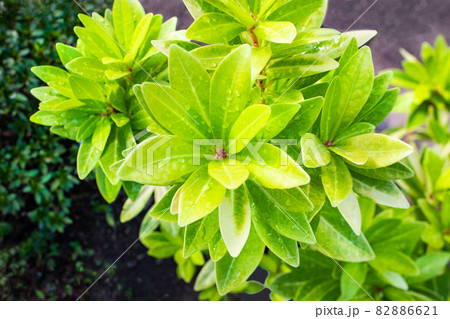 イリシウム・サンシャインの若葉です。芳香木です。若々しい葉っぱの姿をご覧ください。 82886621