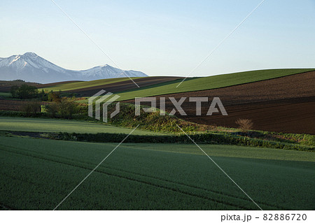 早春の丘 82886720