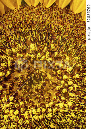 向日葵の管状花の世界 82886769