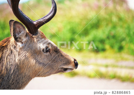 エゾシカ エゾシカ 82886865