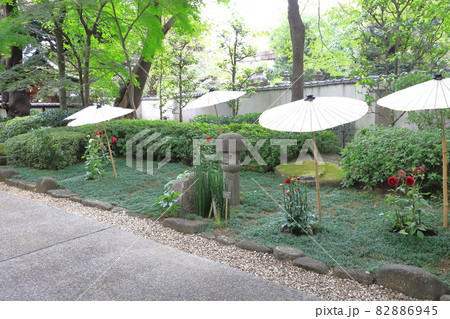 上野東照宮ぼたん苑　秋のダリア展 82886945