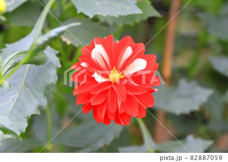 色鮮やかなダリアの花 色鮮やかなダリアの花 82887059