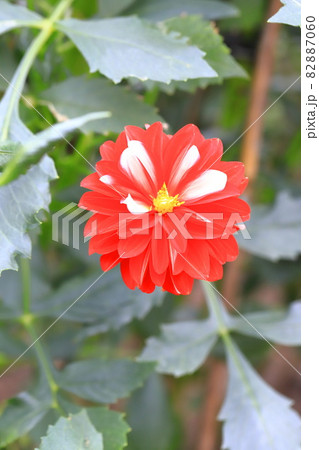 色鮮やかなダリアの花 色鮮やかなダリアの花 82887060