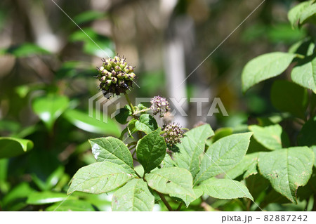 ケヤマウコギ（毛山五加）の果実 82887242