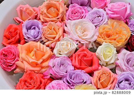 大船フラワーセンター花壇・バラの花手水 大船フラワーセンター花壇・バラの花手水 82888009