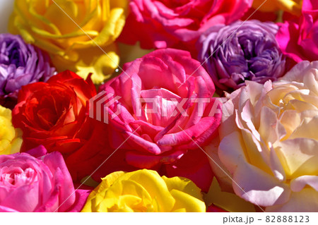 大船フラワーセンター花壇・バラの花手水 82888123