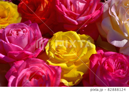 大船フラワーセンター花壇・バラの花手水 82888124