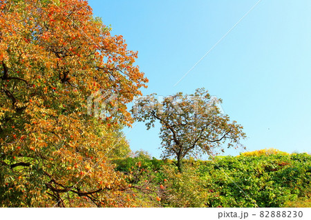 美しき信州の紅葉 その2110 美しき信州の紅葉 その2110 82888230