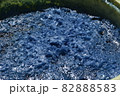 藍染 藍の花 ジャパンブルー 藍染 藍の花 ジャパンブルー 82888583