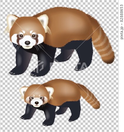 レッサーパンダのイラスト 82888653