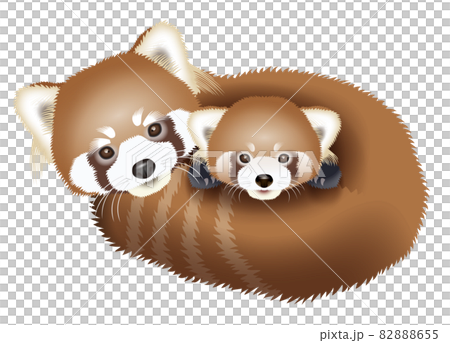 レッサーパンダのイラスト レッサーパンダのイラスト 82888655