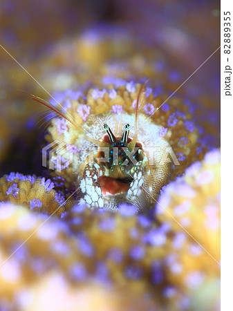 紫のお花畑にお住まいのニシキカンザシヤドカリさん 82889355