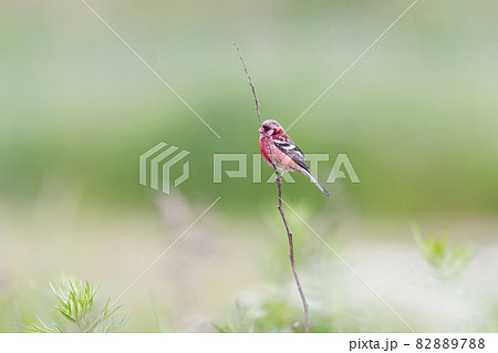 ベニマシコ雄の夏羽 82889788
