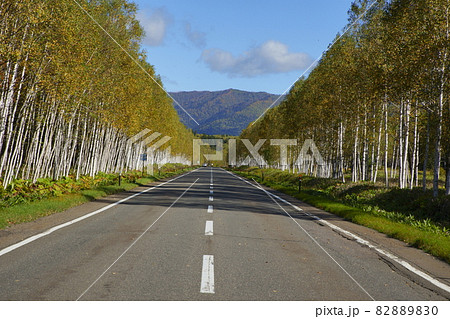 白樺の道 82889830