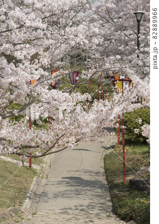 日岡山公園の沿道　桜の季節　（兵庫県加古川市） 82889966