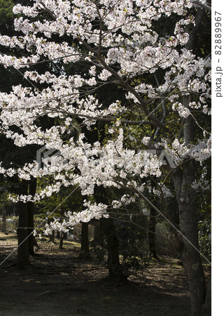桜　黒バックで　（兵庫県加古川市） 82889967