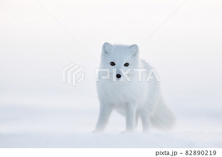 Arctic fox (white fox, polar fox, or snow fox). Cold December. Arctic fox (white fox, polar fox, or snow fox). Cold December. 82890219