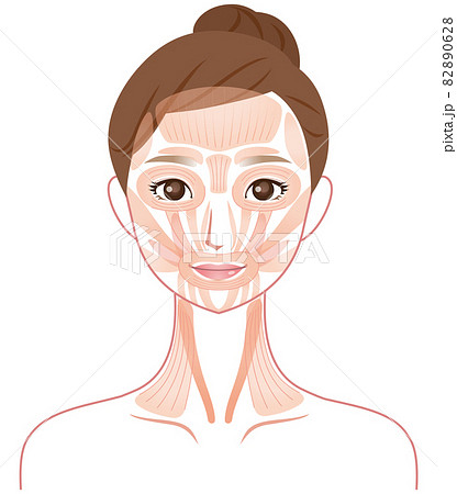 顔の筋肉の仕組み　美容　医療 82890628