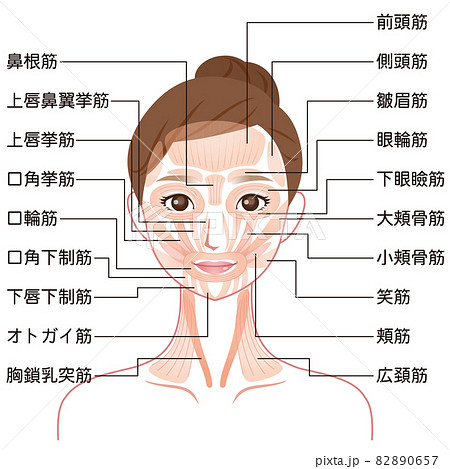 顔の筋肉の仕組み 美容 医療のイラスト素材 0657