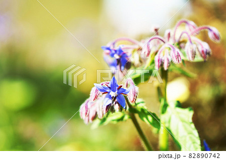 星形の花 ポリジの写真素材 0742