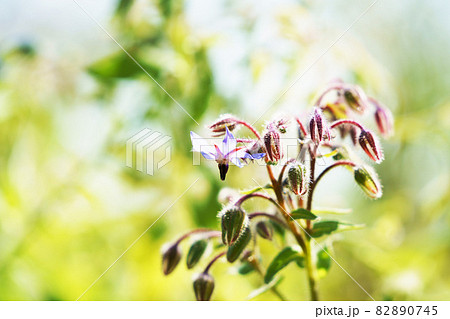 星形の花 ポリジの写真素材 0745