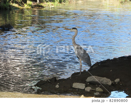 川のほとりで佇むアオサギ 82890800