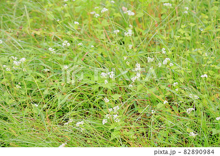 ソバの花 82890984