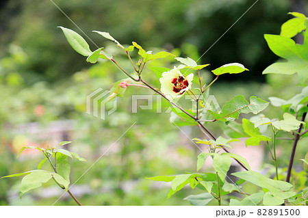 ワタの花 82891500