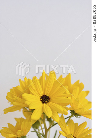 柳葉向日葵 82892065