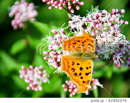 　花とヒョウ柄紋蝶　　花蜜を吸うツマグロヒョウモン蝶　花の香りに誘われて　蜜の誘惑　 82892076