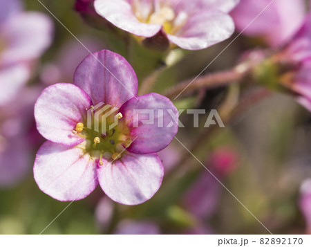 Close up Macro of pink flower head of Saxifraga rosacea, Irish saxifrage. Beautiful spring blossom. Gardening concept. Natural background. Selective focus, shallow depth of field 82892170