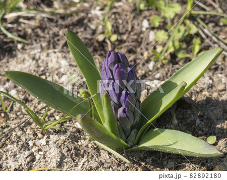 Close up, macro of blue Hyacinth, Hyacinthus orientalis bud in flower bed. Beautiful spring flower blossom with lush green leaves, top view 82892180