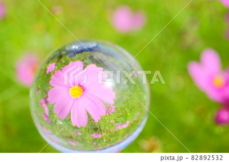 コスモス畑のメルヘン 82892532