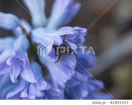 Close up, macro of blue Hyacinth, Hyacinthus orientalis pollinated by honey bee. Beautiful spring flower blossom with bee collects nectar with pollen on legs 82893341