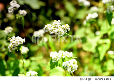 笠地区のソバ畑　【奈良県桜井市笠】 82893363