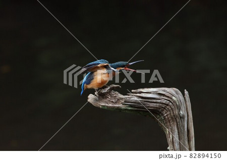《横浜四季の森公園》カワセミ 《横浜四季の森公園》カワセミ 82894150
