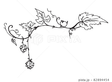 Curled sprig of hops with cones engraving vector illustration isolated. 82894454