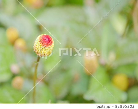 スピランサス1 スピランサス1 82895202